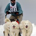 Samojedengespann farbich :-)