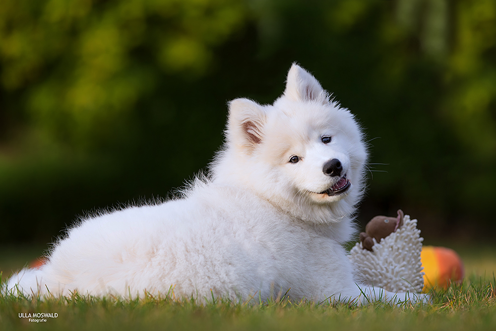 ...Samojedenlachen...