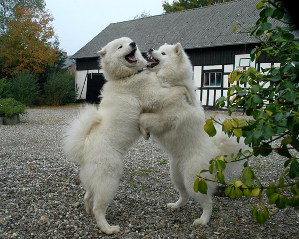 Samojedentango