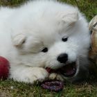 Samojedenwelpe beim Nagen