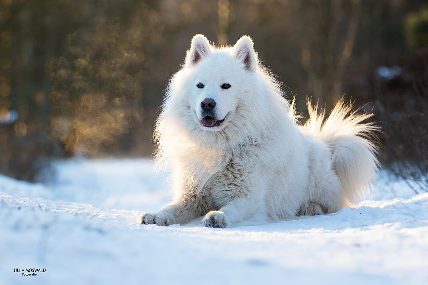 …Samojedenwetter… Foto & Bild winter, schnee, hund Bilder auf