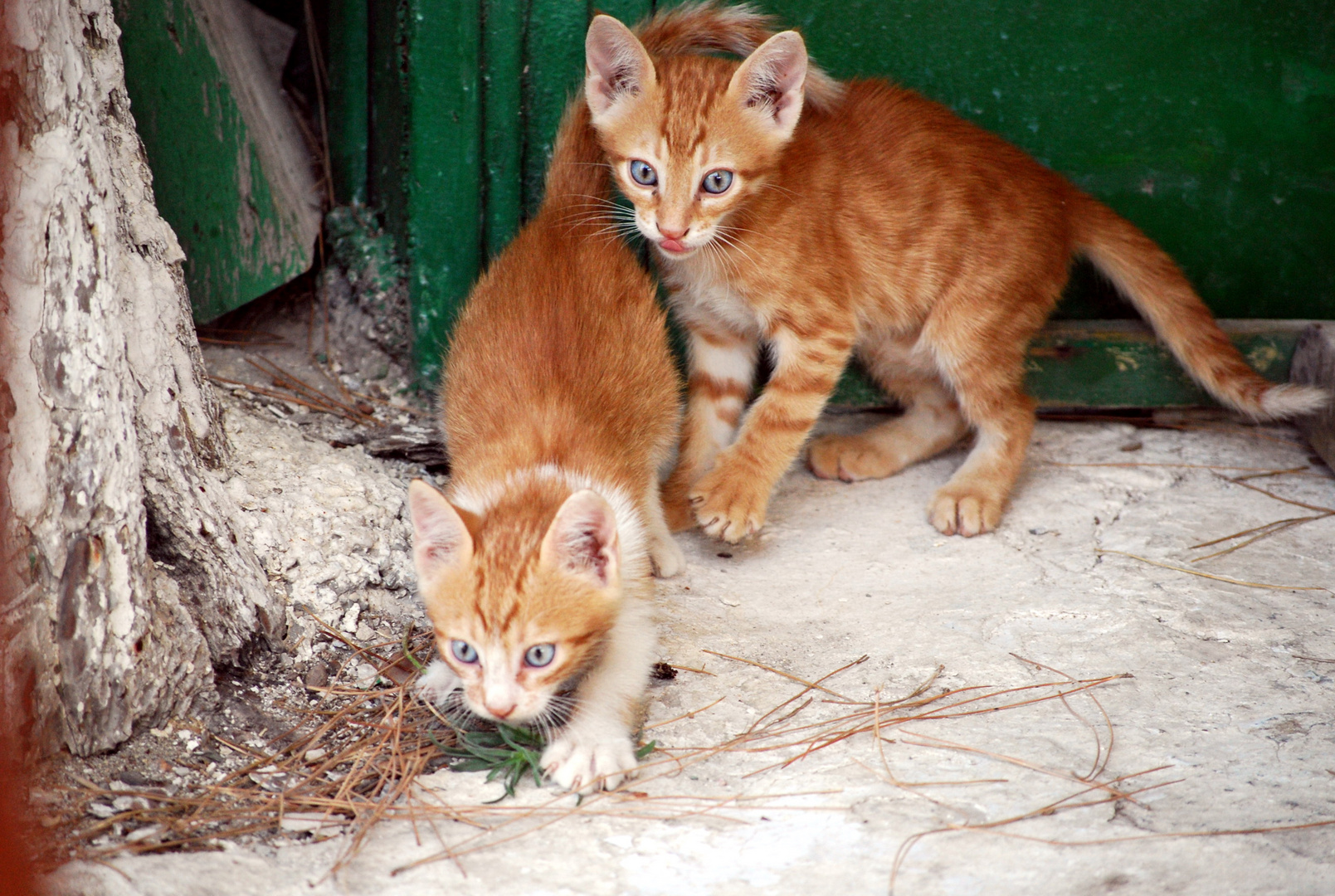 Samos Katzen