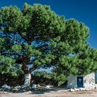 Samos - Pine tree and chapel