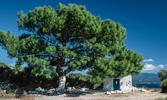 Samos - Pine tree and chapel