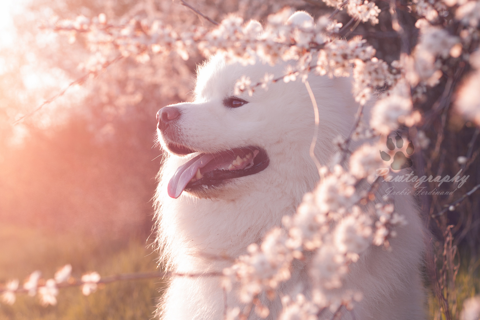 Samoyed Blossoms