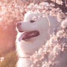 Samoyed Blossoms