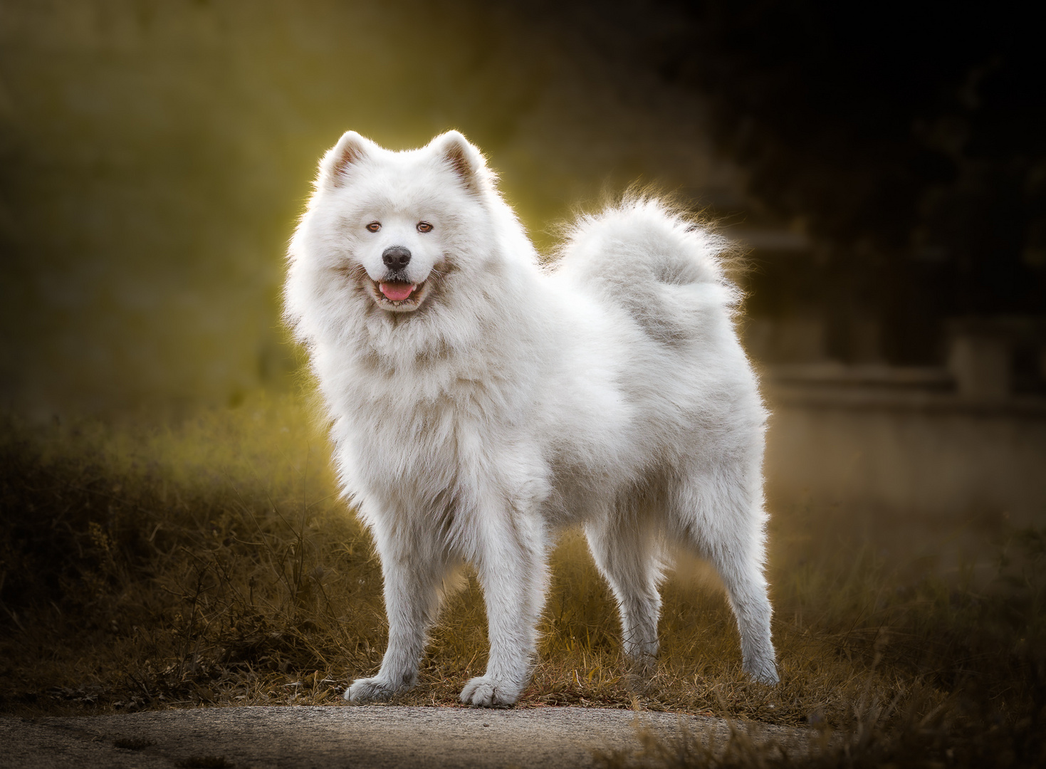 Samoyed