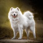 Samoyed