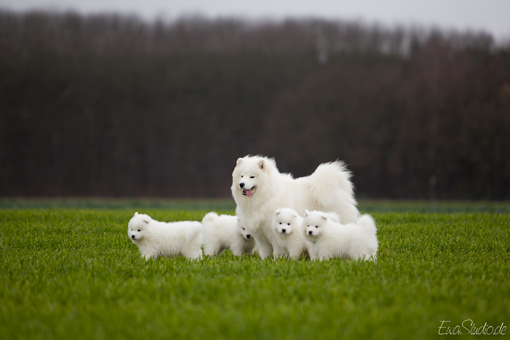 Samoyed dog familly