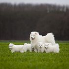 Samoyed dog familly