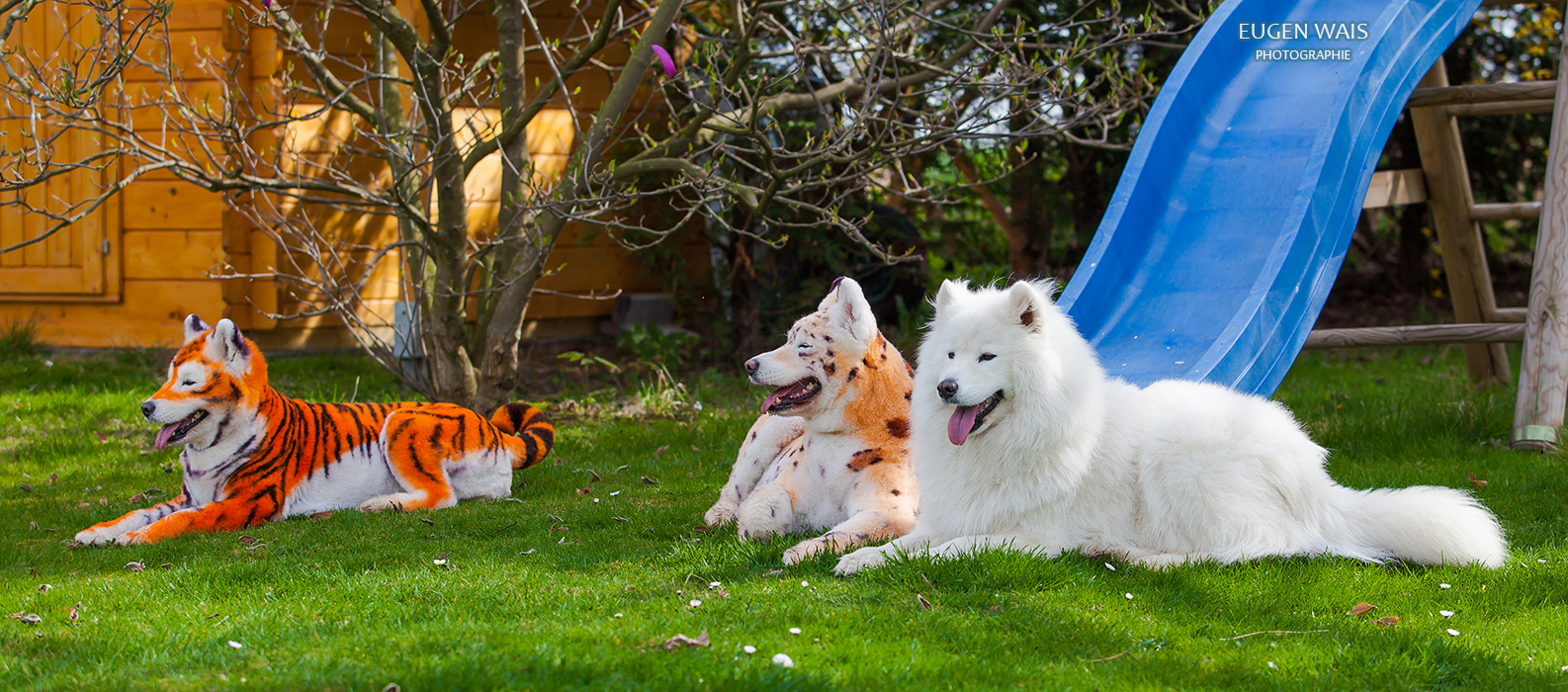 samoyed dog repainted on leopard and tiger. Samoyed dog