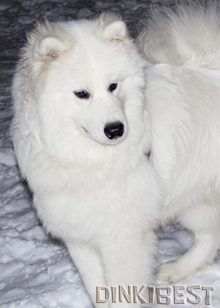 Samoyed Lord