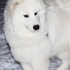 Samoyed Lord