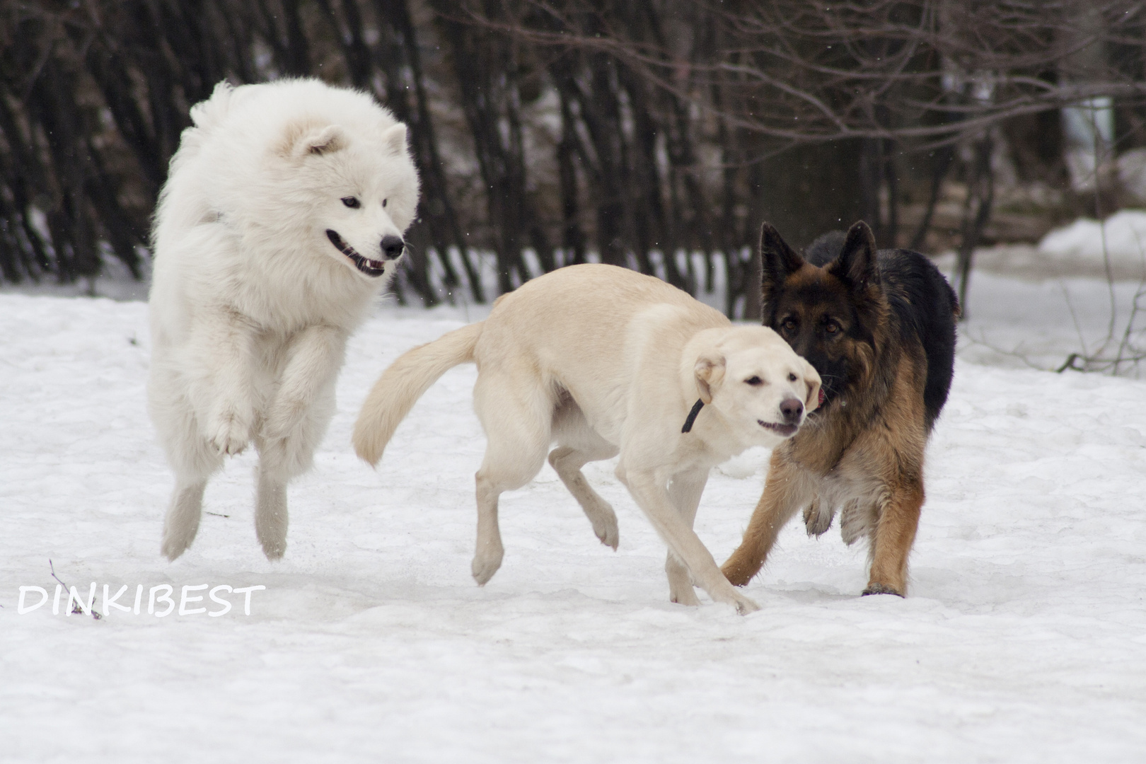 Samoyed Lord, Naida, a German Shepherd Alma