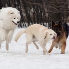 Samoyed Lord, Naida, a German Shepherd Alma