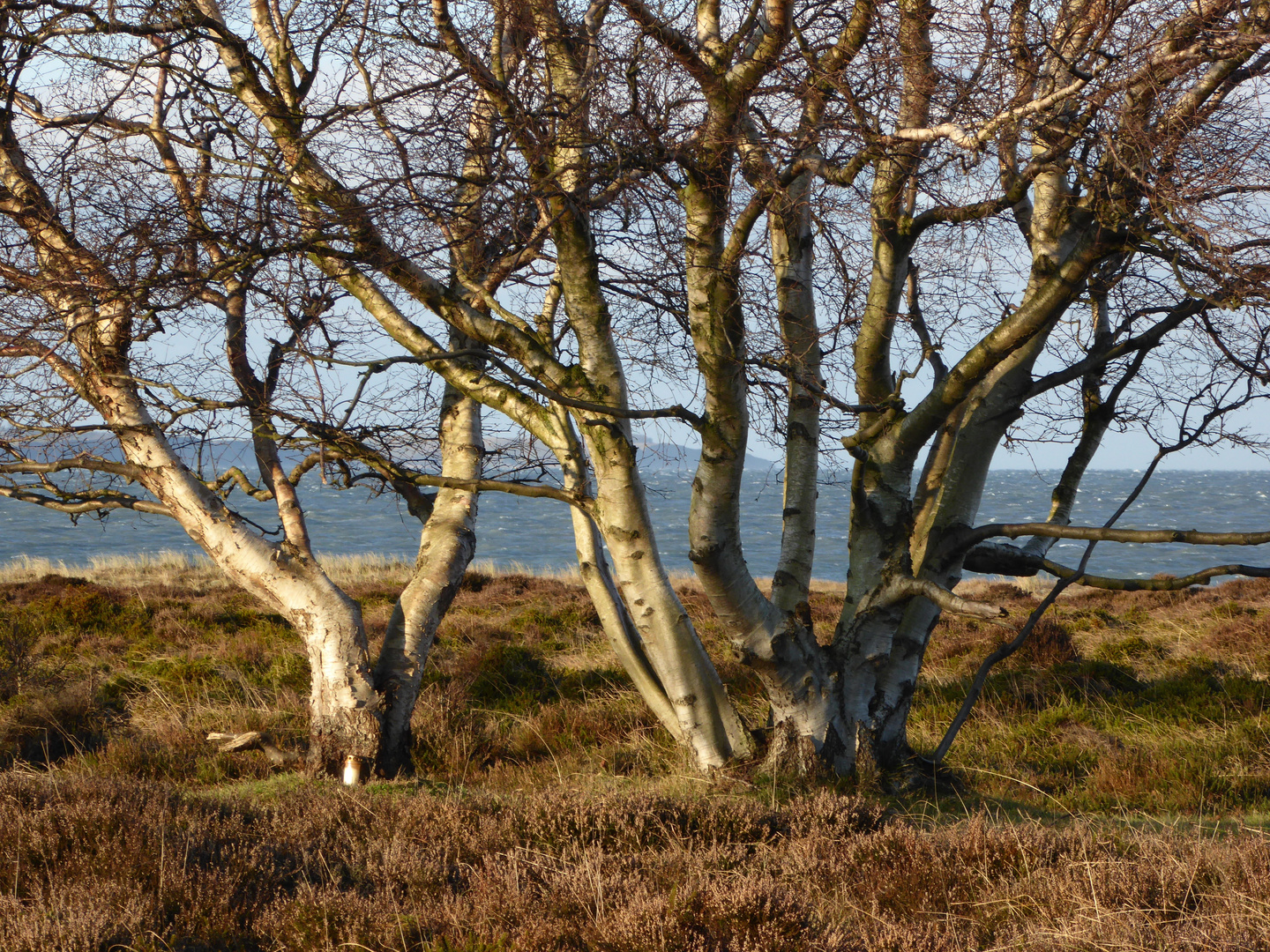 Samsö: Heide bei Langör