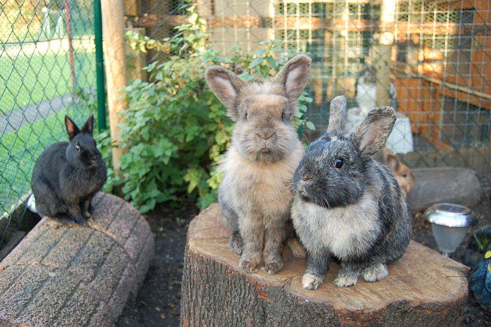 Samson, Lilo und Maggie