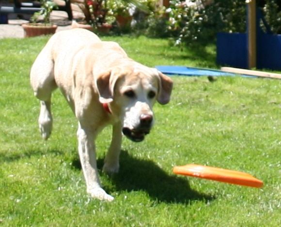 Samson und sein Frisbee