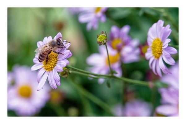 Samstag - Biene - Blühpflanzenbesucher 
