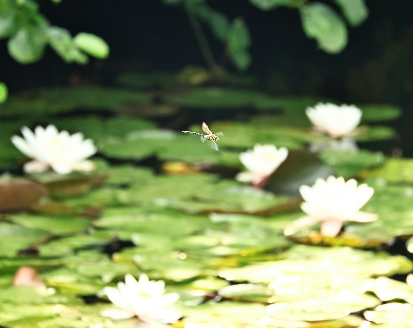 Samstag-Blühpflanzenbesuch - Libelle im Überflug Seerosen...