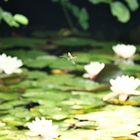 Samstag-Blühpflanzenbesuch - Libelle im Überflug Seerosen...