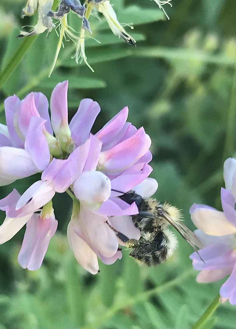 Samstag Blühpflanzenbesucher 18.06.22