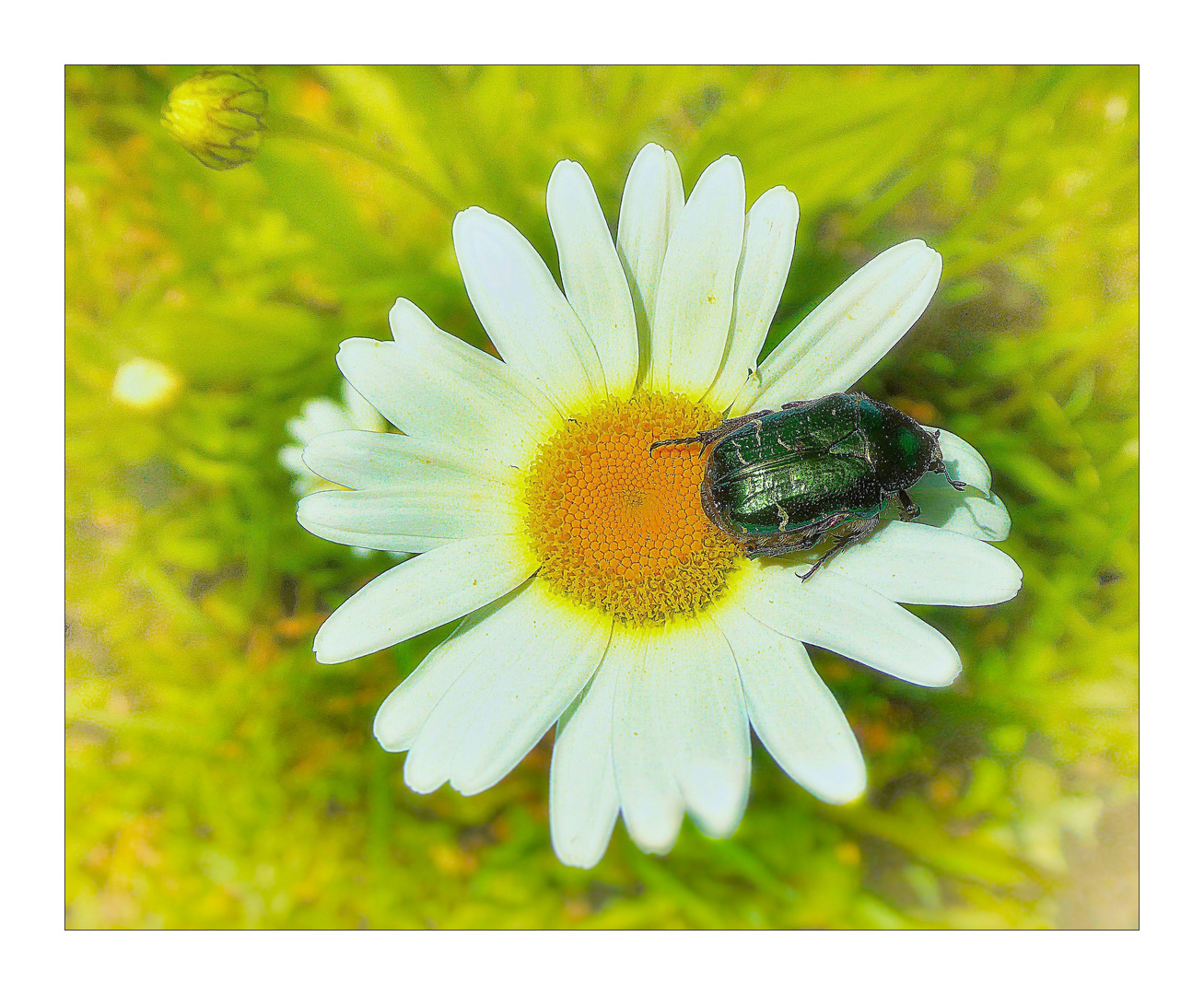 Samstag Blühpflanzenbesucher 21.05.22