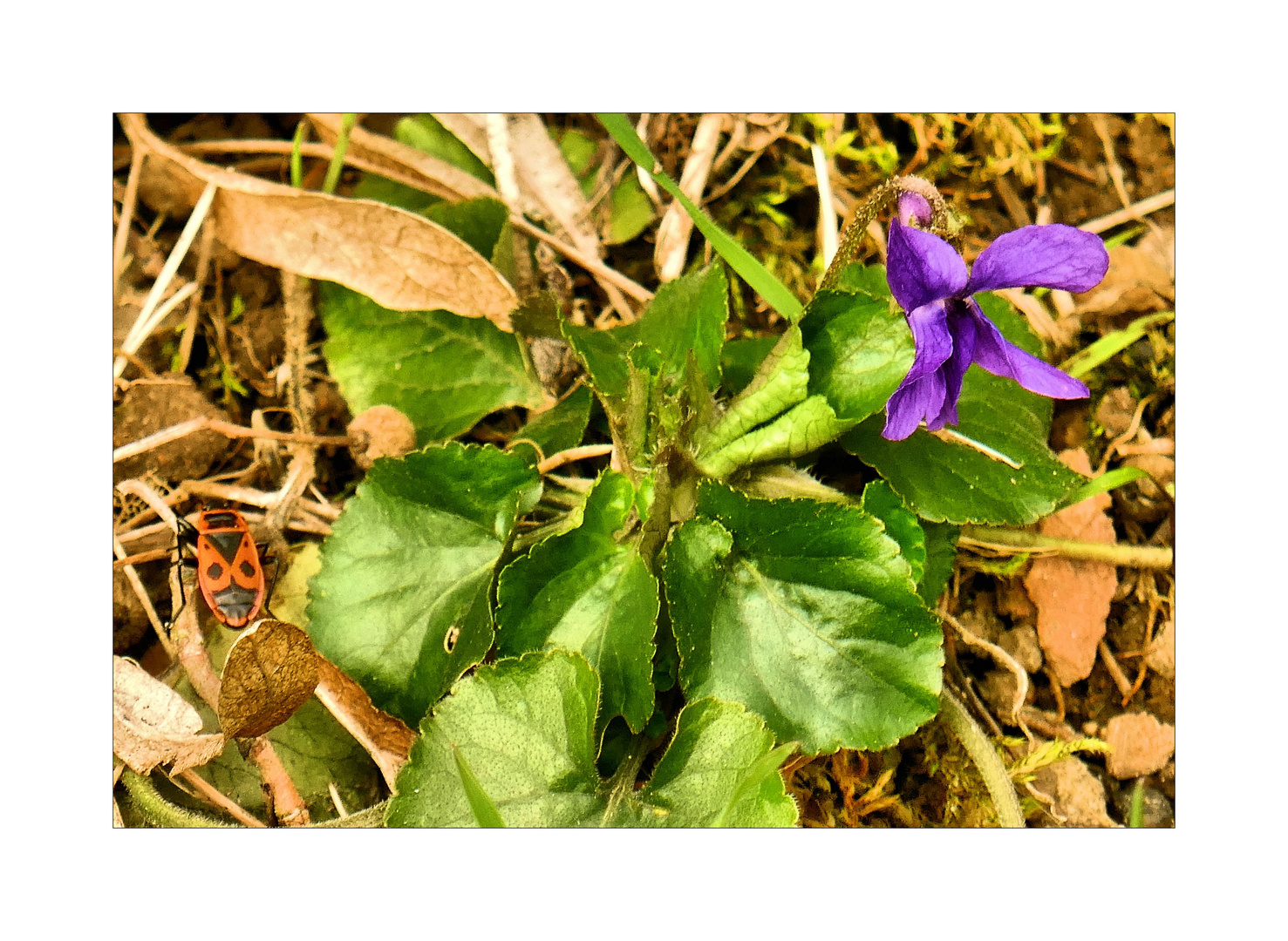 Samstag Blühpflanzenbesucher 25.03.23