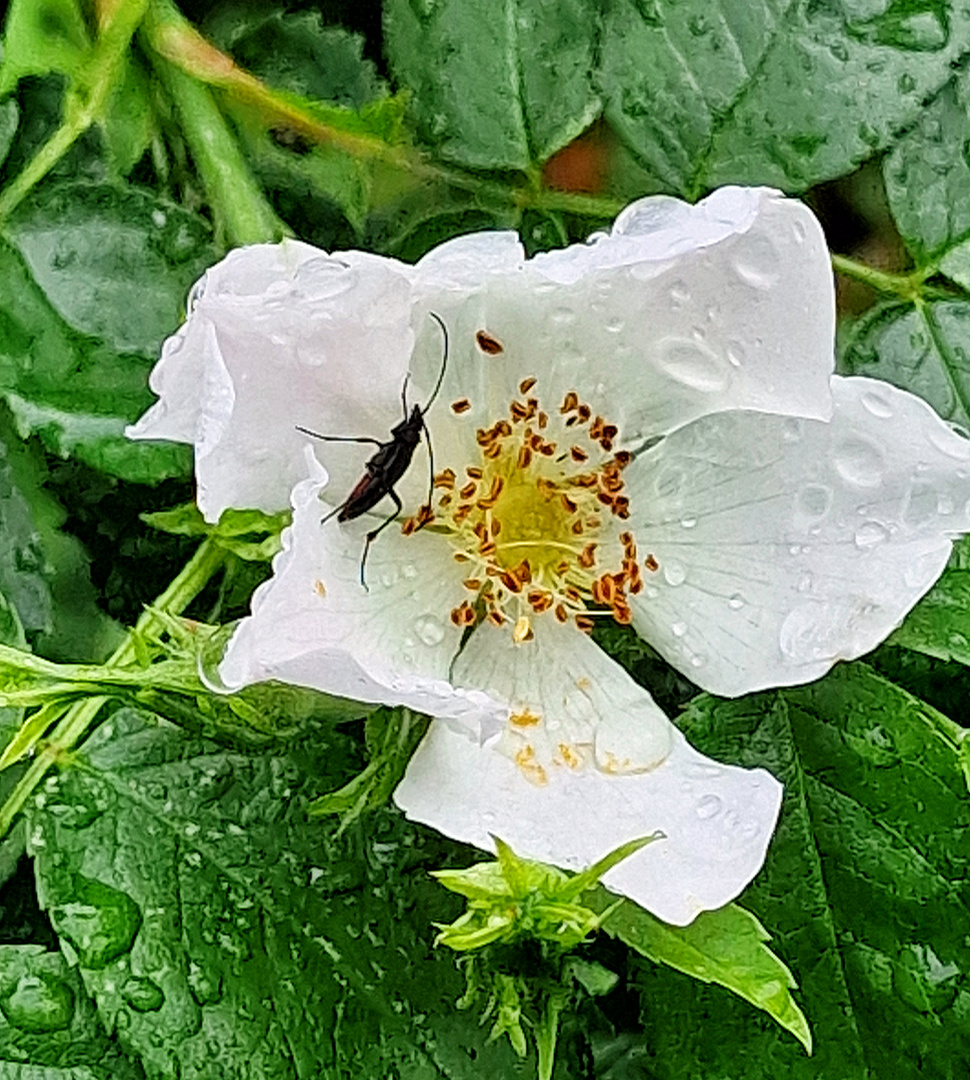 Samstag-Blühpflanzenbesucher