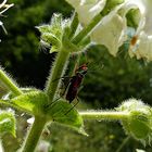 Samstag - Blühpflanzenbesucher