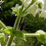 Samstag - Blühpflanzenbesucher