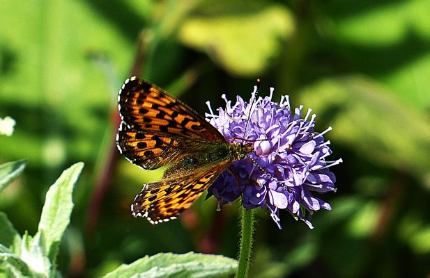 Samstag-Blühpflanzenbesucher