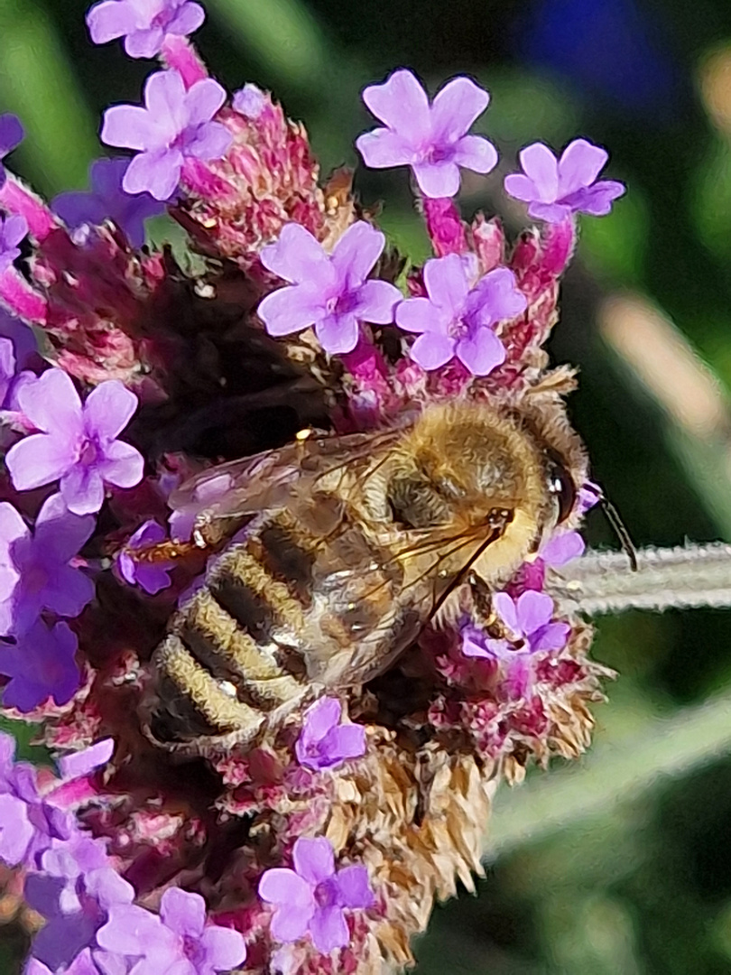 Samstag-Blühpflanzenbesucher - Biene - 