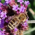 Samstag-Blühpflanzenbesucher - Biene - 