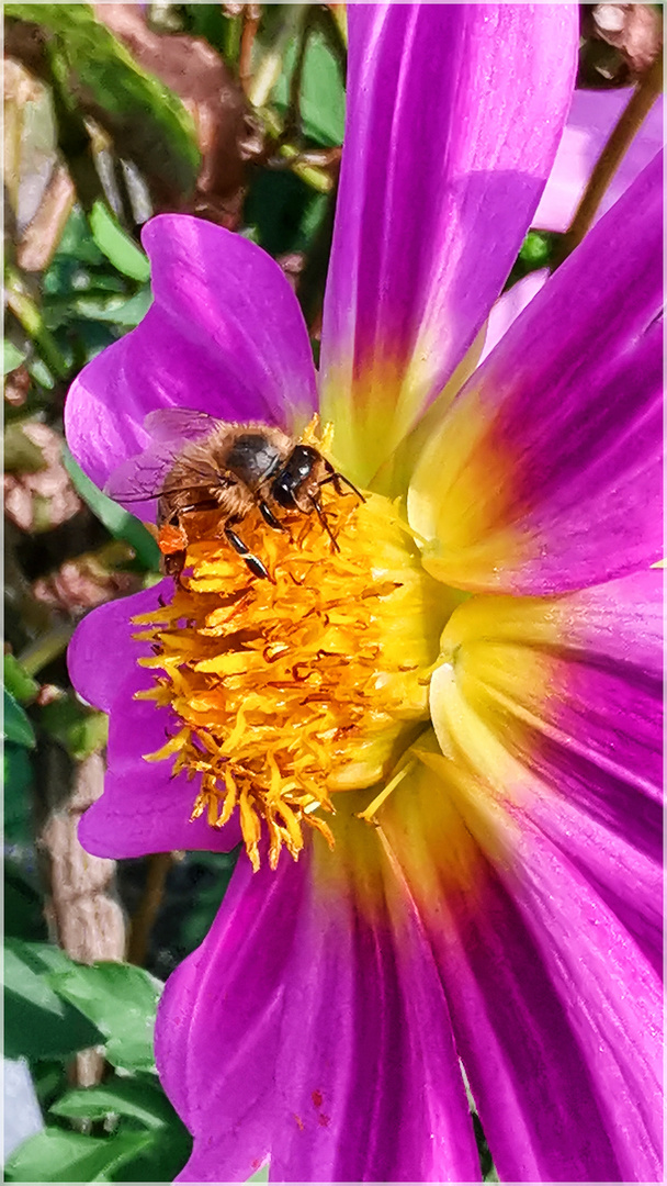 Samstag - Blühpflanzenbesucher 