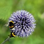 Samstag-Blühpflanzenbesucher -Distel