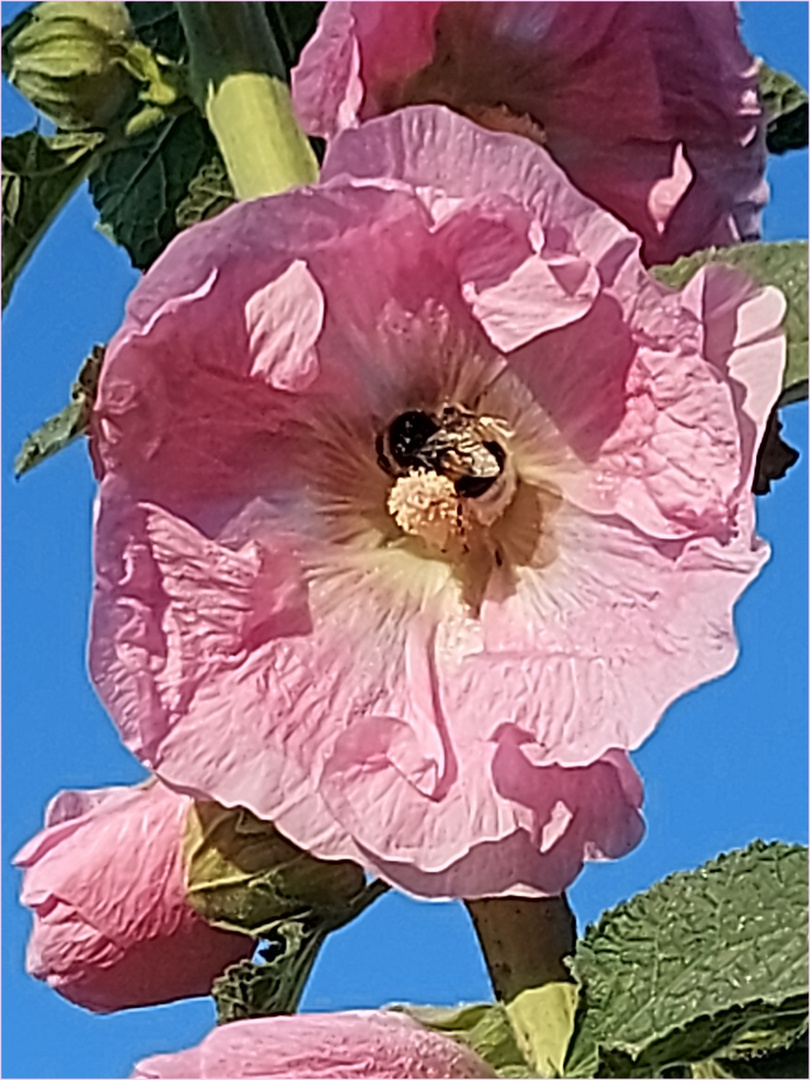 Samstag-Blühpflanzenbesucher