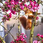 Samstag - Blühpflanzenbesucher - Eichhörnchen rosa Blüten