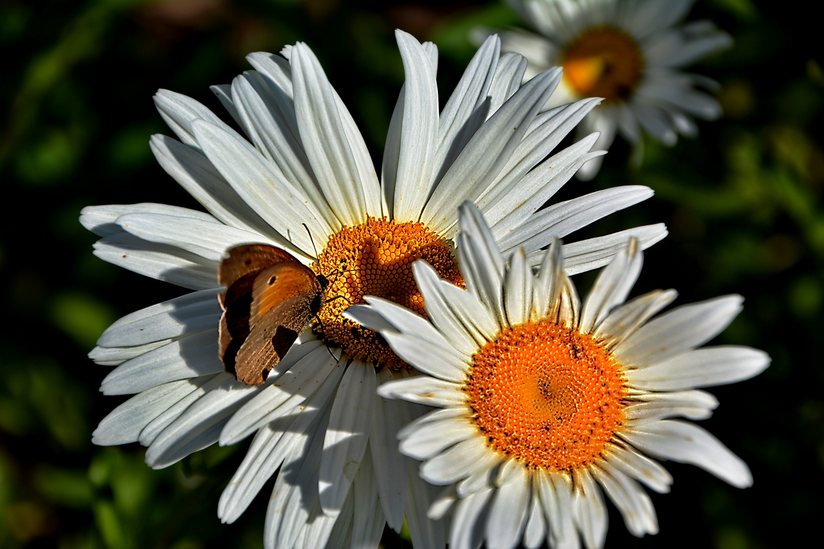 Samstag - Blühpflanzenbesucher - ein Schmetterling