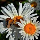 Samstag - Blühpflanzenbesucher - ein Schmetterling