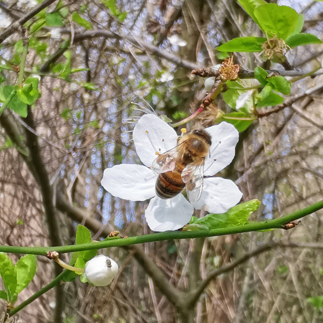 Samstag - Blühpflanzenbesucher