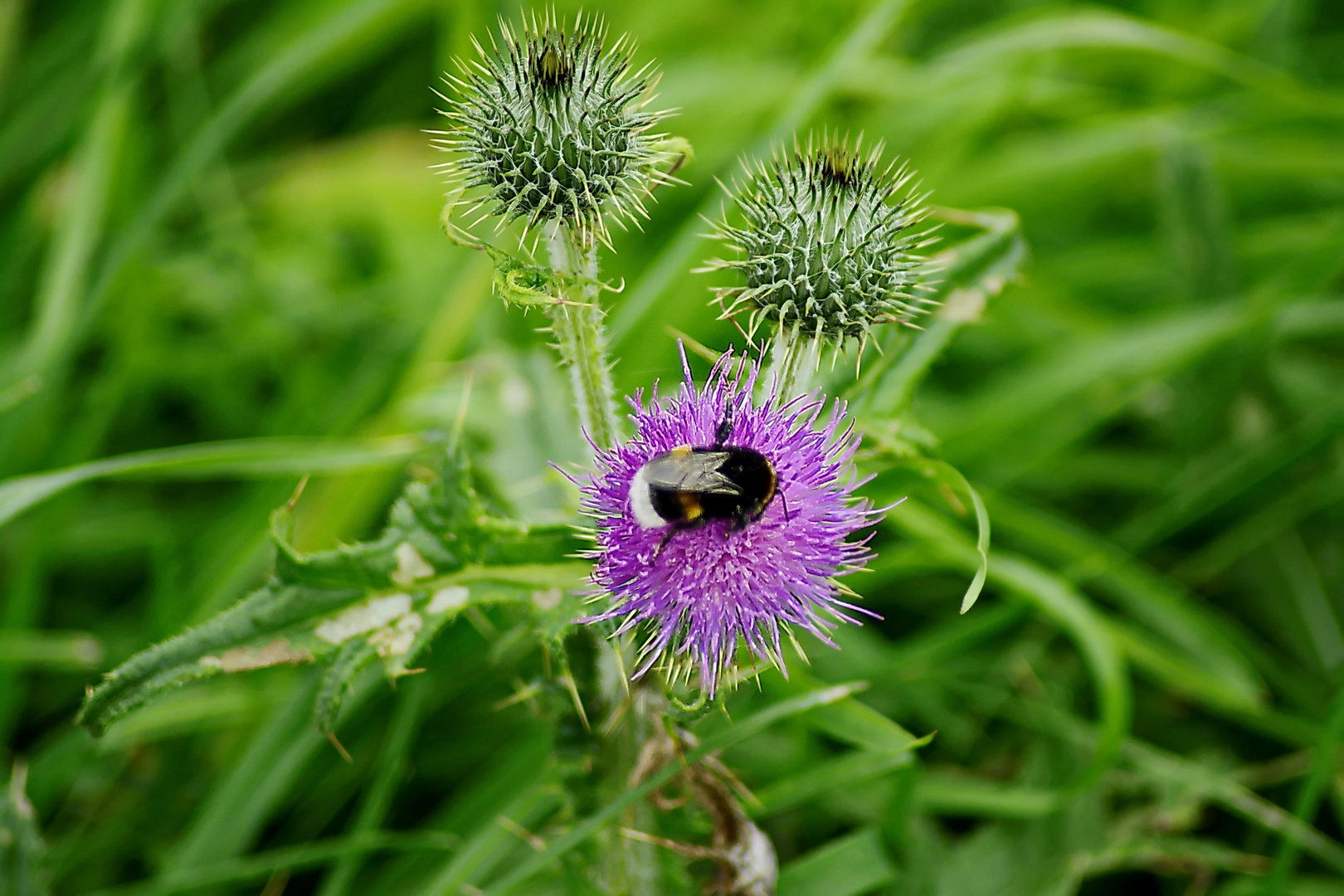 Samstag Blühpflanzenbesucher - Fleißige Hummel