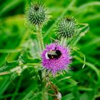 Samstag Blühpflanzenbesucher - Fleißige Hummel