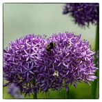Samstag - Blühpflanzenbesucher im Zierlauch von Hummel & Biene