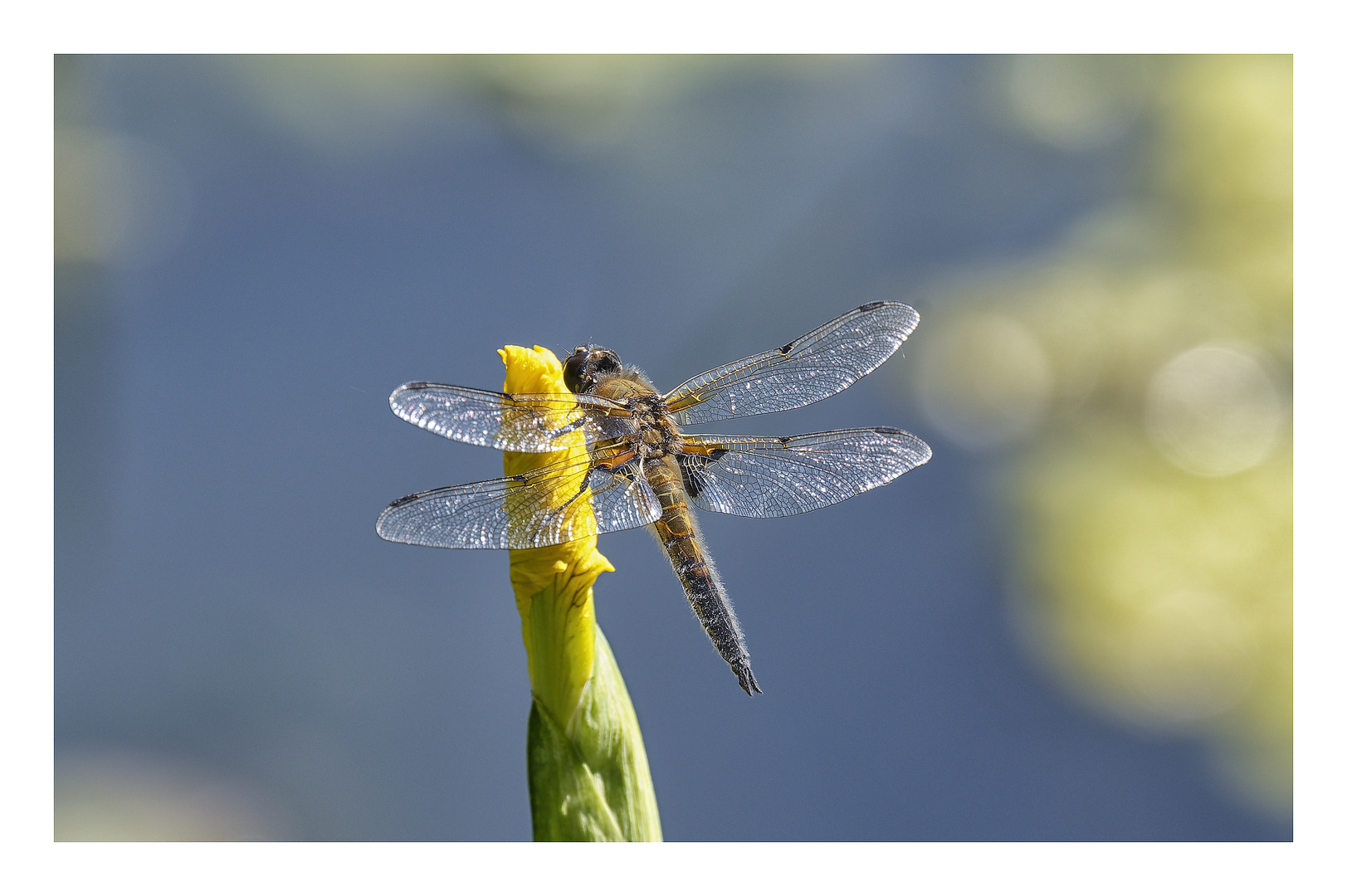 Samstag - Blühpflanzenbesucher Libelle