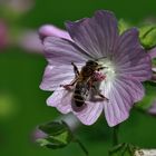 Samstag-Blühpflanzenbesucher mit einer Biene auf lila Blüte