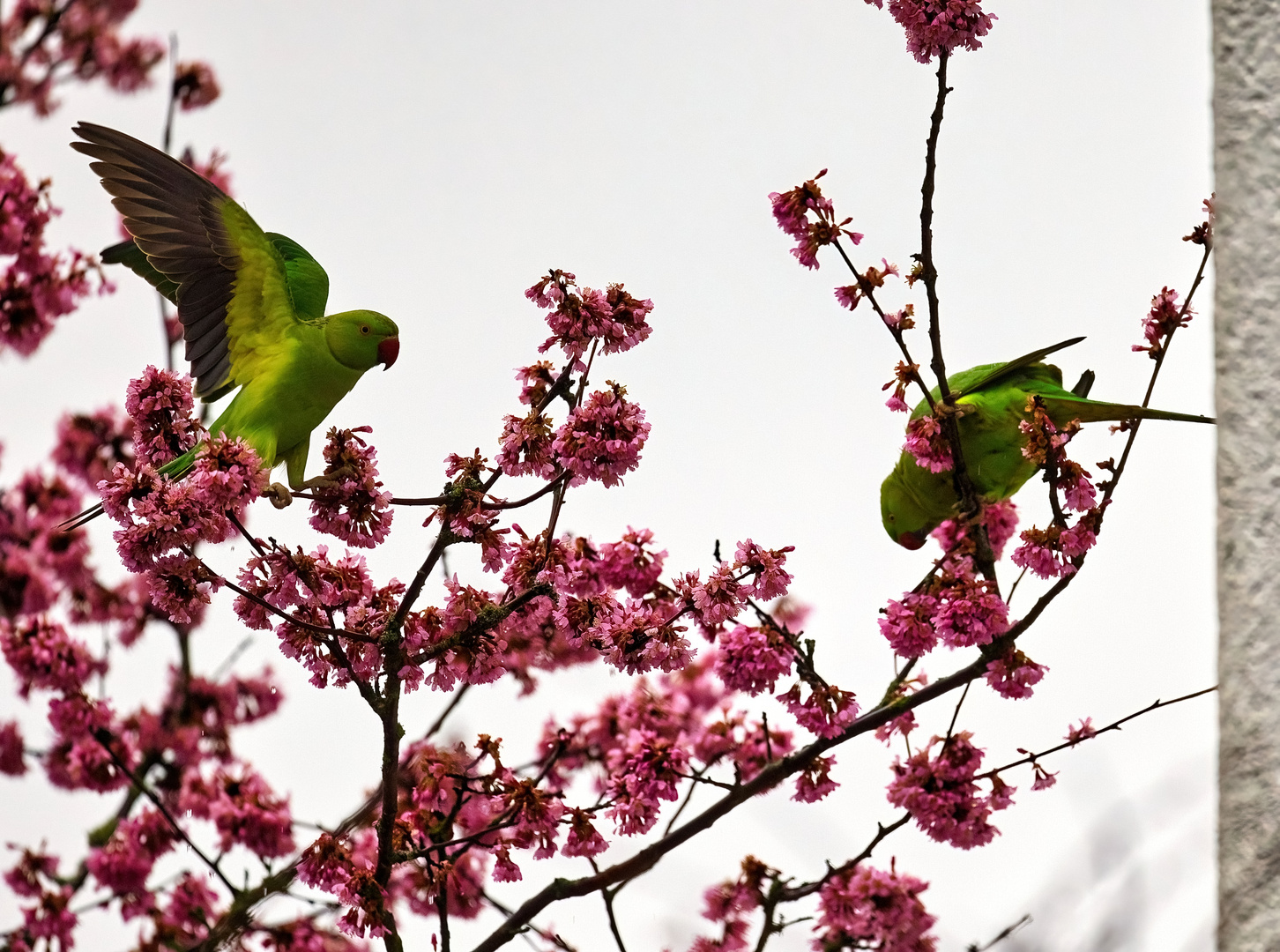 Samstag-Blühpflanzenbesucher mit Halsbandsittiche in rosa Blüten...