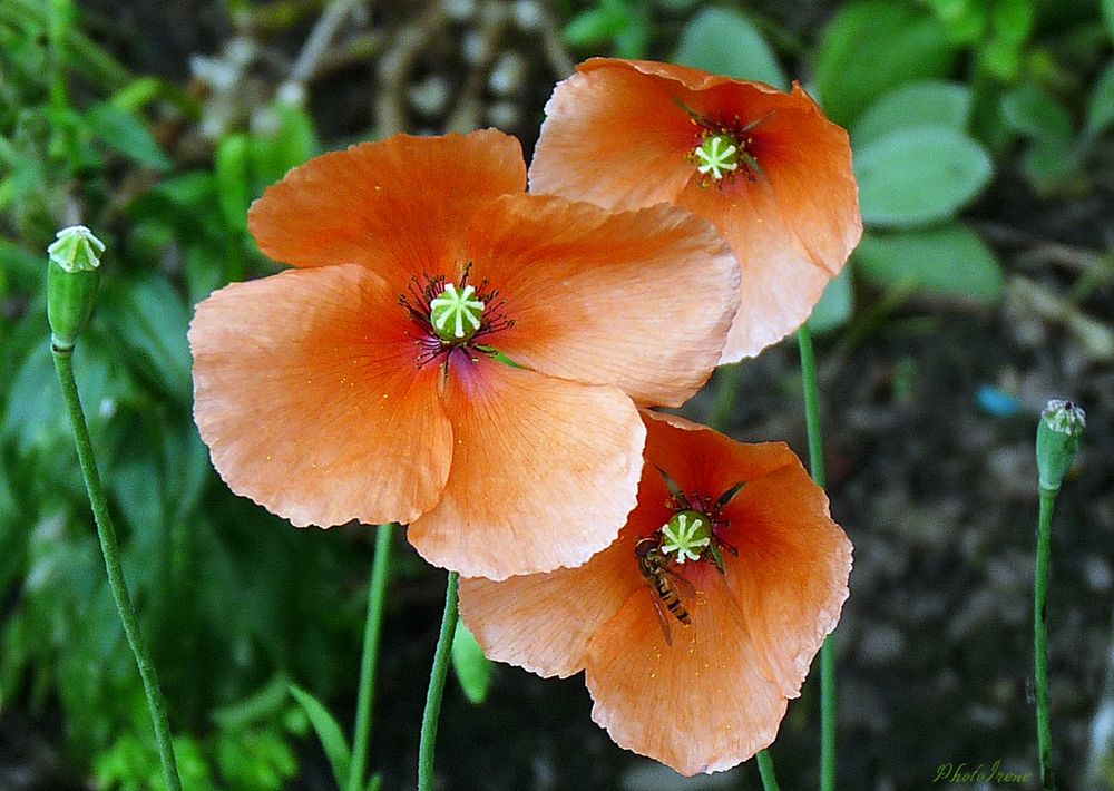 Samstag-Blühpflanzenbesucher -Mohn