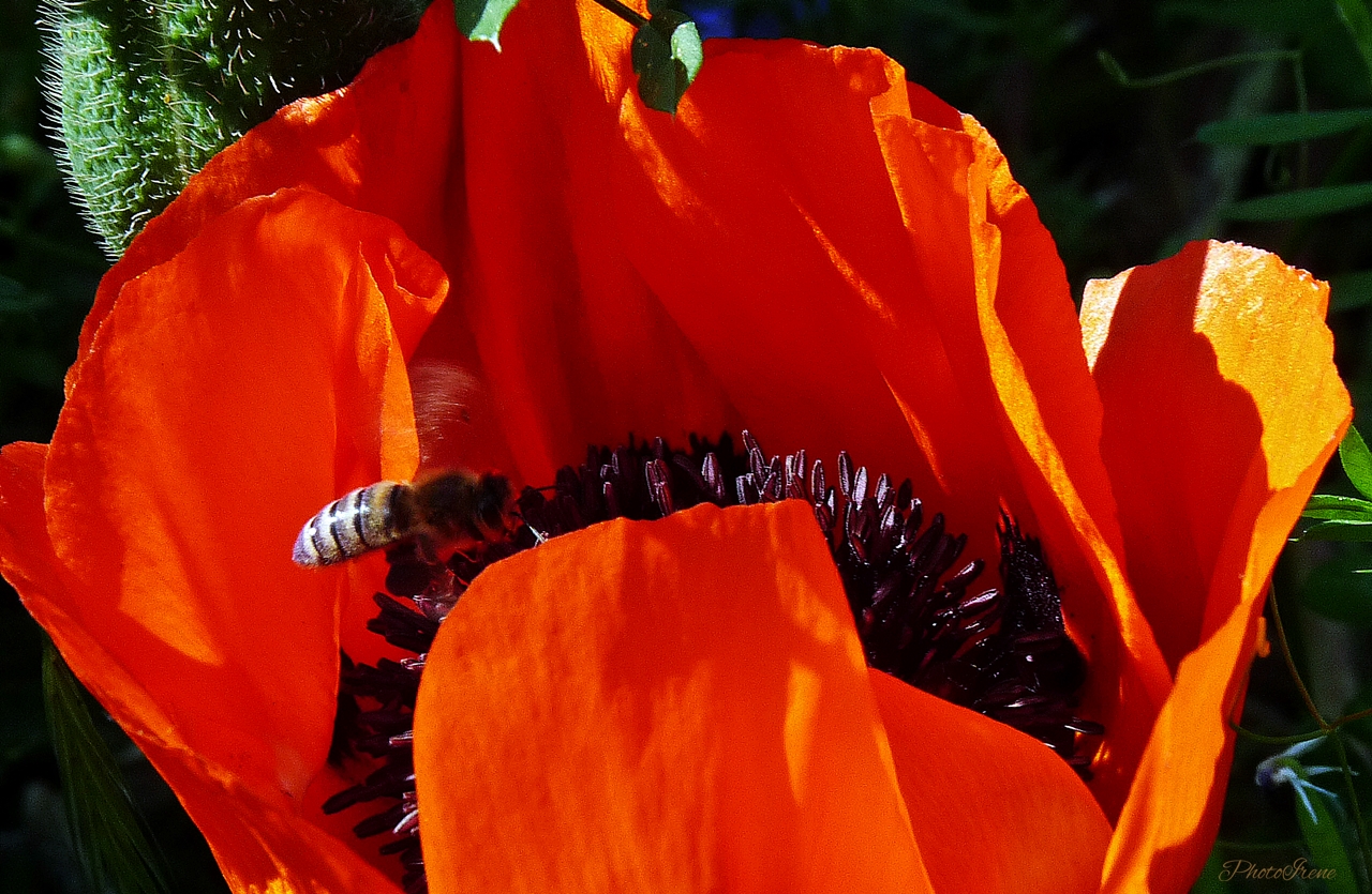 Samstag-Blühpflanzenbesucher- Mohn 