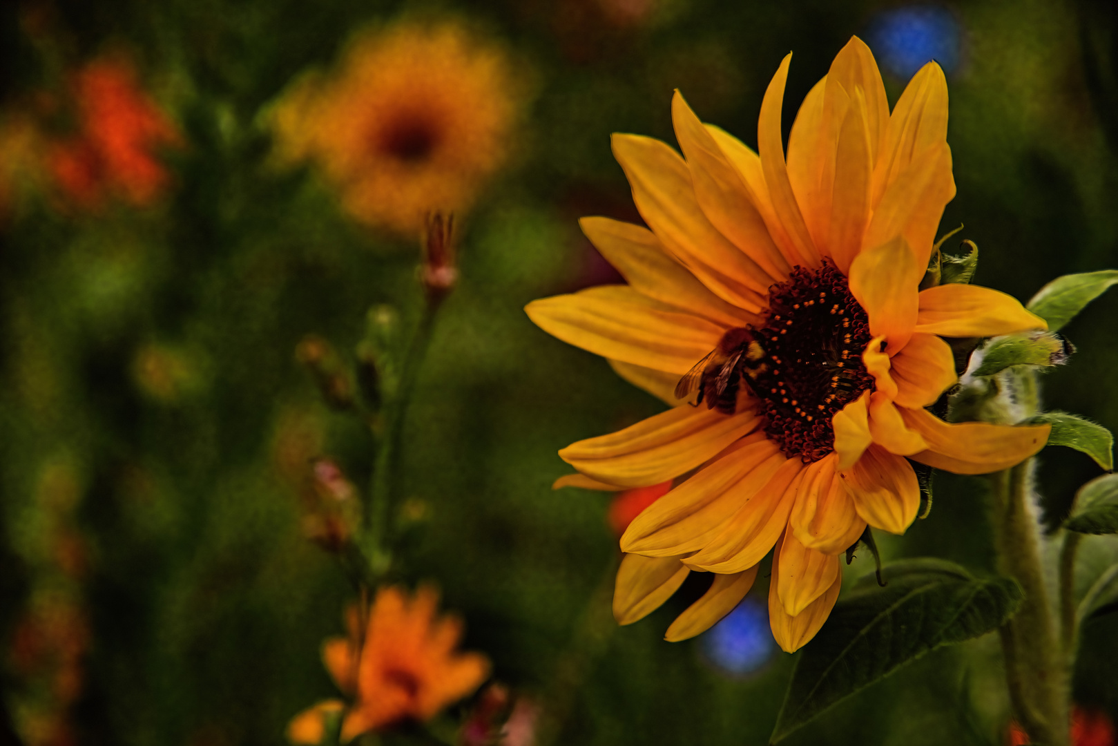 Samstag-Blühpflanzenbesucher - Sonnenblume mit Biene